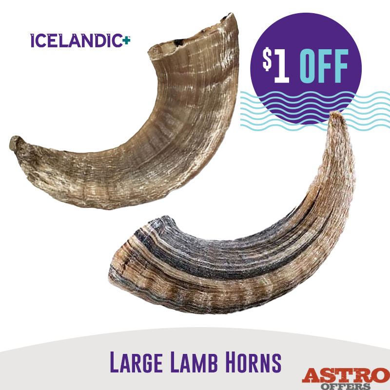 Icelandic+ | $1.00 OFF Large Lamb Horns